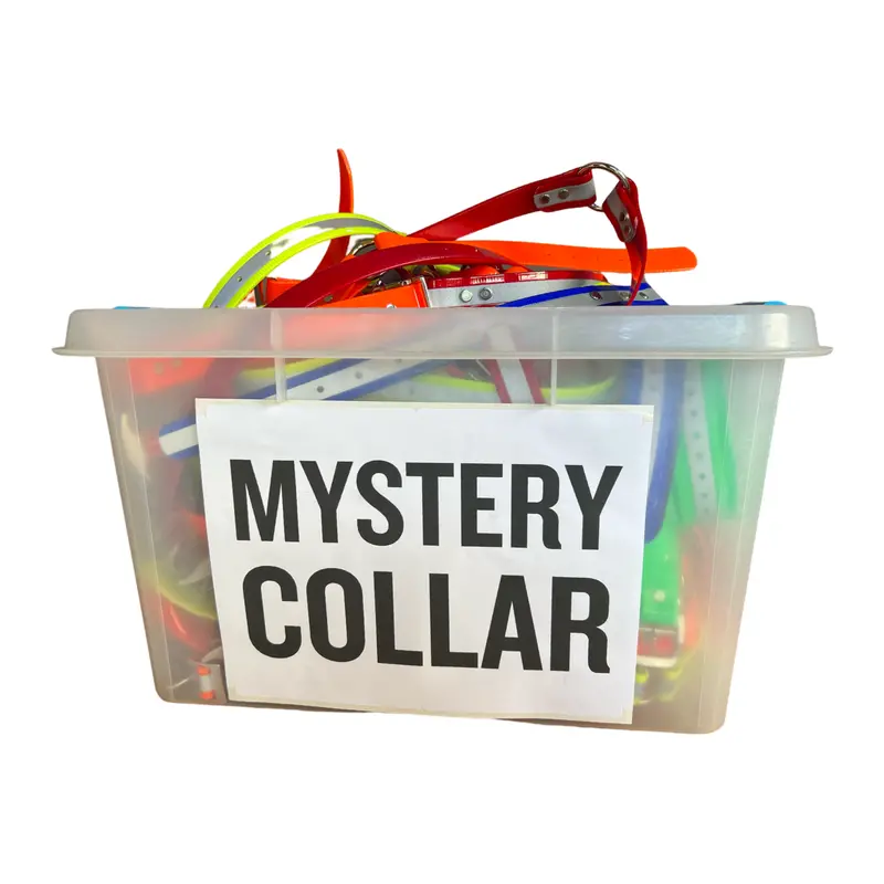 Conkey's Mystery Collar (Sweepstakes) 1