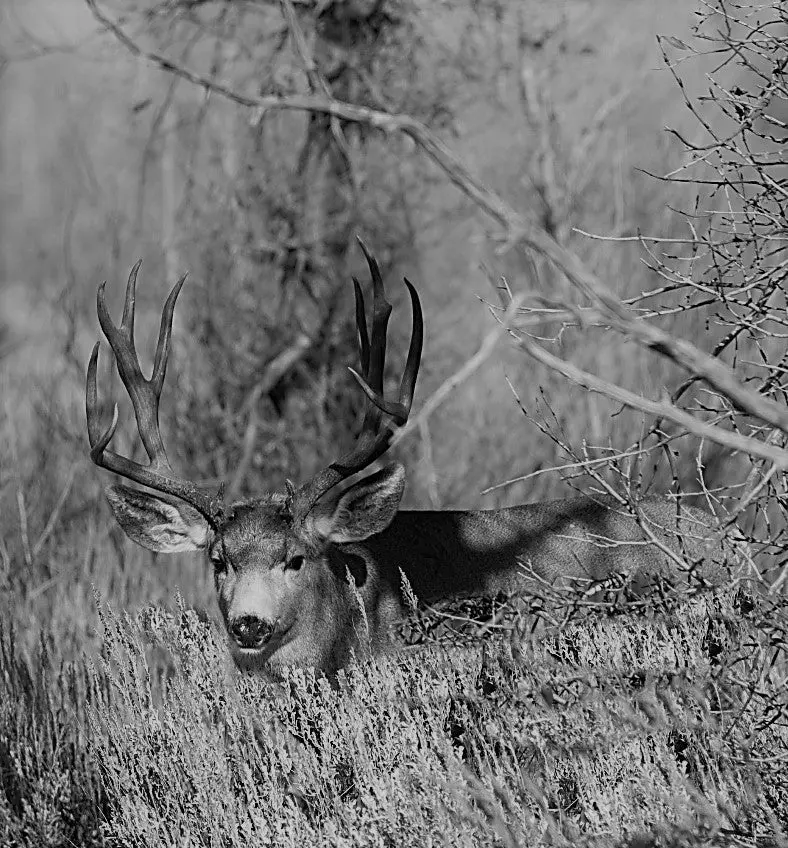 Monster Mule Deer Children's Book 2